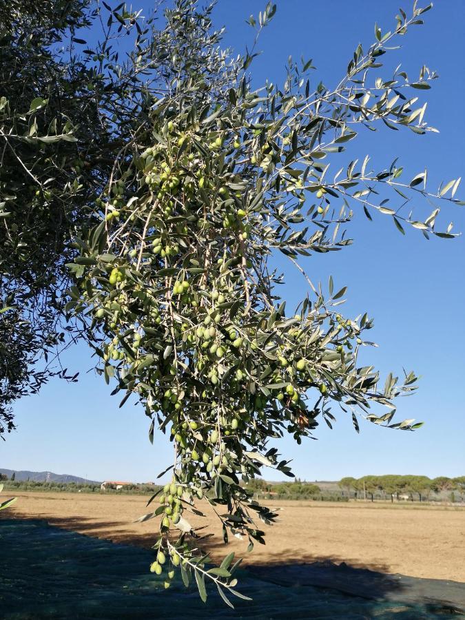 Il Podere Di Sole Roccastrada Exterior foto